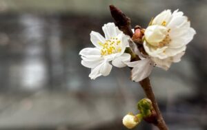 У Києві в січні зацвіли сакури